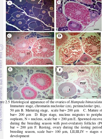 Figure 2.5  Histological apparance of the ovaries of Hampala bimaculata             A