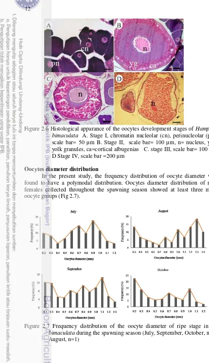 Figure 2.6  Histological apparance of the oocytes development stages of Hampala 