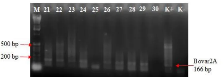 Gambar  1  Hasil  single  PCR  pada  sampel  nomor  21-30  sampel  nomor  (21,  22,  23,  24,  26,  27,  28,  29,  dan  30)  menunjukan adanya  fragmen pita DNA teramplifikasi pada 166 bp dan sampel (25 dan 30) tidak  menunjukan adanya ukuran fragmen pita 
