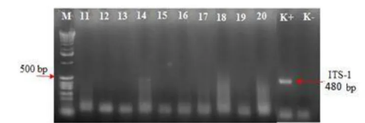 Gambar 3 Hasil single PCR pada sampel nomor 11-20 sampel nomor (14) menunjukan adanya ukuran fragmen  pita  DNA  teramplifikasi  pada  480  bp  dan  sampel  (11,  12,  13,  15,  16,  17,  18,  19,  dan  20)  tidak  menunjukan adanya ukuran fragmen pita DNA