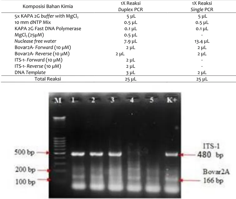 Tabel 5 Perbandingan komposisi formula master mix antara single dan  duplex PCR 