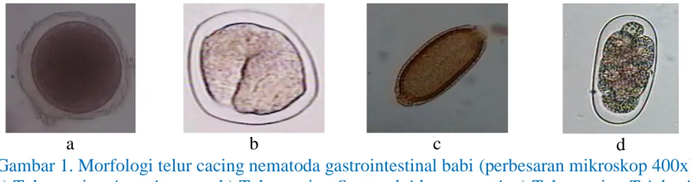 Gambar 1. Morfologi telur cacing nematoda gastrointestinal babi (perbesaran mikroskop 400x)  a) Telur cacing Ascaris suum; b) Telur cacing Strongyloides ransomi; c) Telur cacing Trichuris 