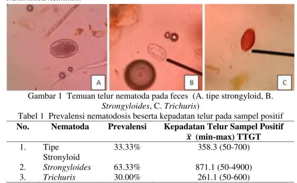 Tabel 1  Prevalensi nematodosis beserta kepadatan telur pada sampel positif  No.  Nematoda  Prevalensi  Kepadatan Telur Sampel Positif 