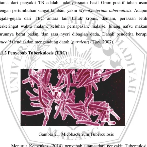 Gambar 2.1 Micobacterium Tuberculosis 