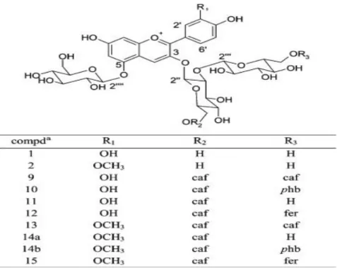 Gambar 2.4 Struktur kimia antosianin utama dalam ubi jalar ungu.  Tabel singkatan: caf, caffeoyl; phb, ρ-hydroxybenzoyl; fer, feruloyl 