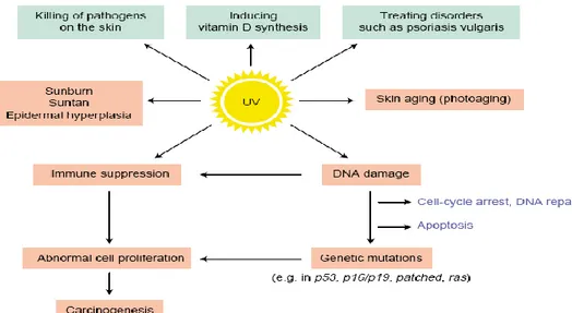 Gambar 2.5. Gambar patogenesa efek radiasi UV  
