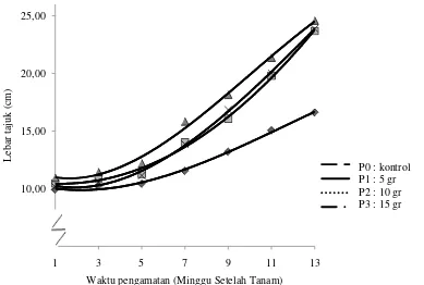 Gambar 8. Grafik pertambahan lebar tajuk tanaman biwa 1-13 MST (cm) pada beberapa taraf pemberian NPK 