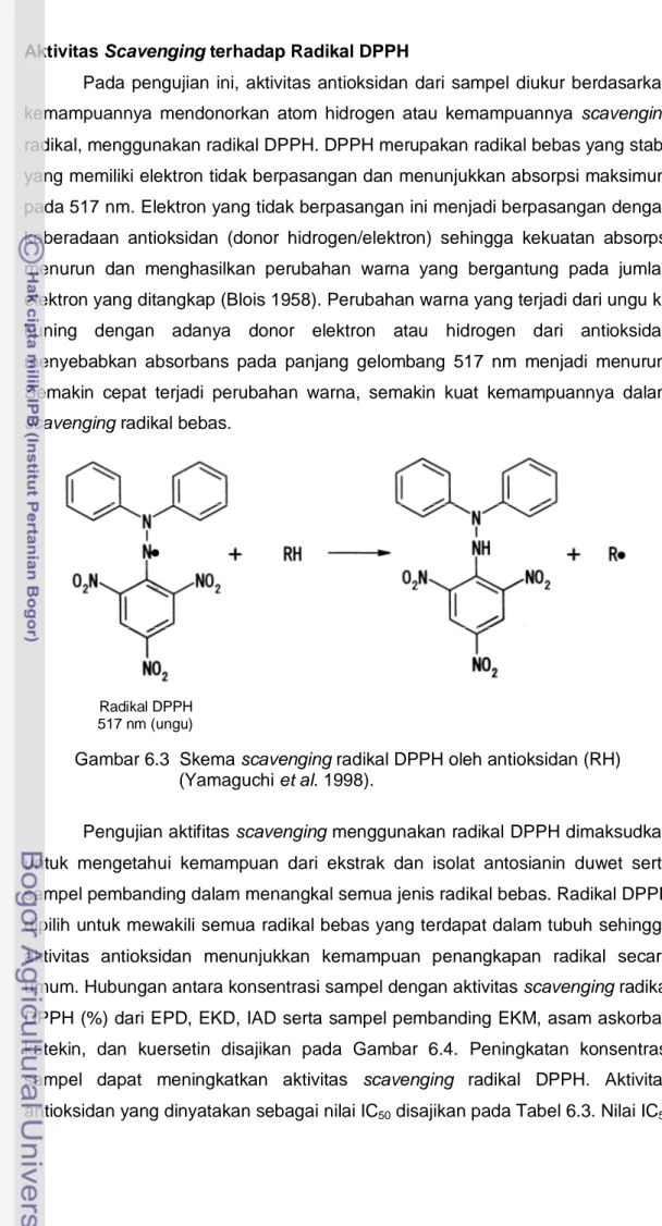 Gambar 6.3  Skema scavenging radikal DPPH oleh antioksidan (RH)                                  (Yamaguchi et al