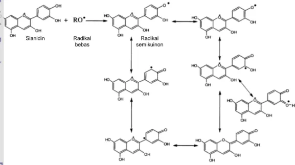 Gambar 6.12  Mekanisme stabilisasi radikal semikuinon dari sianidin (resonansi)                          (diusulkan oleh Castañeda-Ovando et al