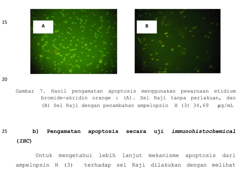 Gambar  7.  Hasil  pengamatan  apoptosis  menggunakan  pewarnaan  etidium  bromide-akridin  orange  :  (A)