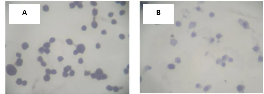 Gambar 8. Hasil IHC pada sel Raji tanpa pelakuan (A) dan hasil IHC  pada sel Raji dengan penambahan ampelopsin H (3)  34,69   g/mL  10 
