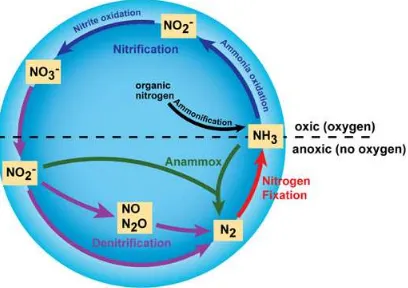 Figure 1  Major transformations in nitrogen cycle (from Bernhard 2012) 
