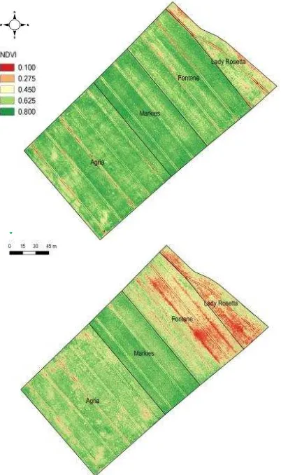 Figure 14. NDVI of potato fields with developing potato blight (red spots) monitored on the 17th of July (top) und 31st of July 2014 (bottom) (Canon S110 NIR, GSD 5 cm)