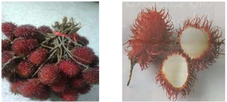 Gambar 1. Buah Rambutan (Nephelium lappaceum L.) 