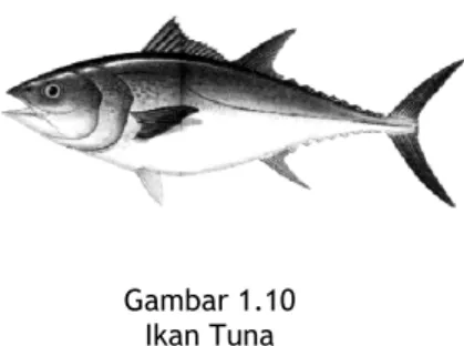 Gambar 1.10  Ikan Tuna  
