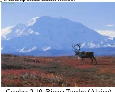 Gambar 2.10. Bioma Tundra (Alpine)