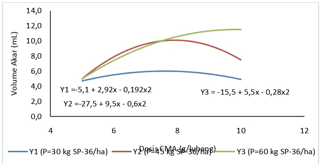 Gambar 5. Garis Hubungan Regresi Antara Pupuk Fosfat dan Volume Akar Pada Umur 42 HST Pada Berbagai Dosis CMA 
