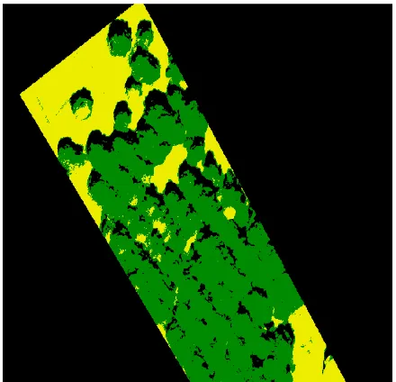 Figure 5. Classified image (green, yellow and black colours represent the tree, ground and shadow classes, respectively) 