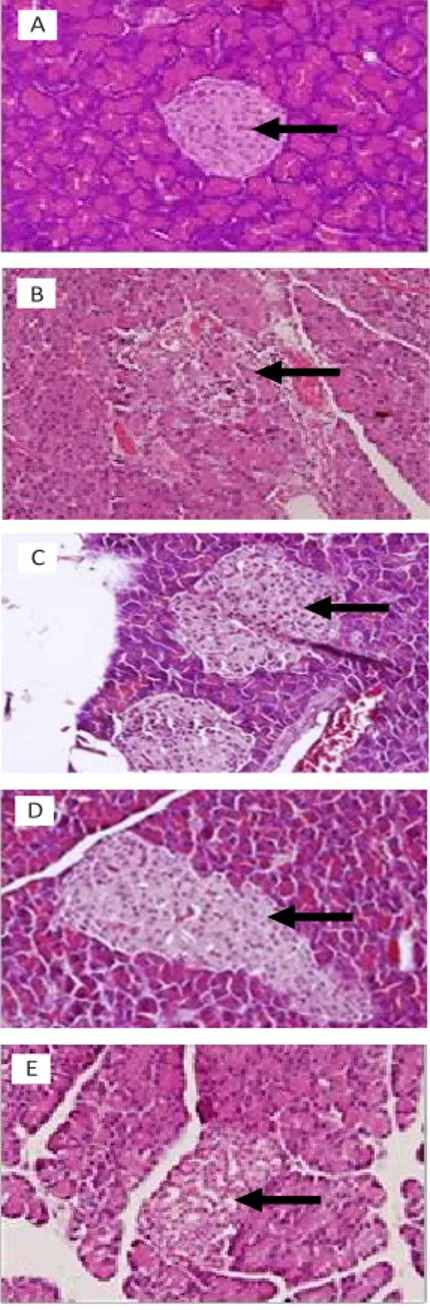 Gambar 1. Pengamatan Histologi Pankreas pada tikus 