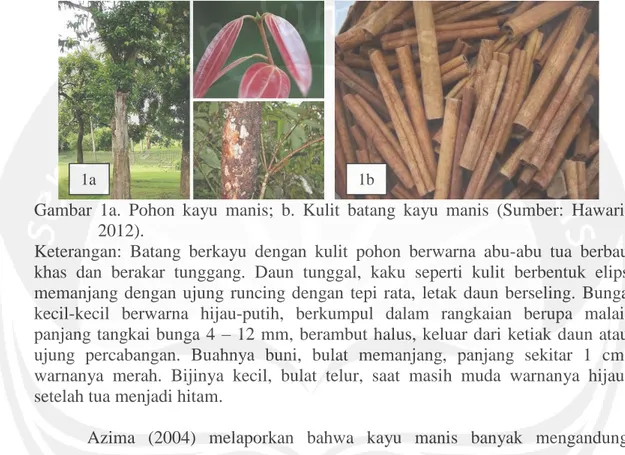 Gambar  1a.  Pohon  kayu  manis;  b.  Kulit  batang  kayu  manis  (Sumber:  Hawari,  2012)