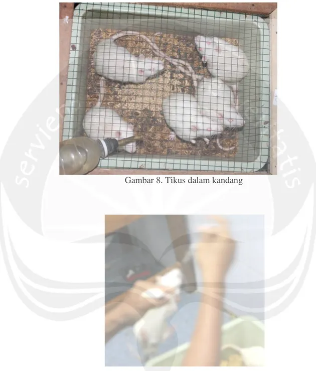 Gambar 8. Tikus dalam kandang 