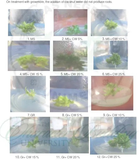 Figure 3. Performance of Dendrobium after 12 weeks planting. In the picture shows that the orchid plant with medium MS + 5 % coconut water, has a lot of shoots and leaves