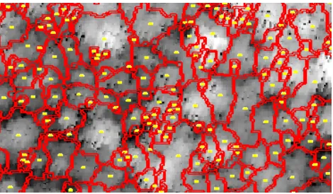 Figure 3. Sample of delineated tree crown segments (red lines)  and tree locations (yellow points)  
