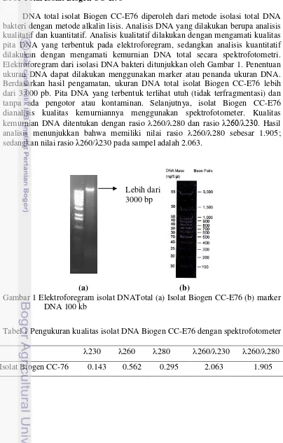 Gambar 1 Elektroforegram isolat DNATotal (a) Isolat Biogen CC-E76 (b) marker 