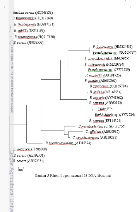 Gambar 5 Pohon filogeni sekuen 16S DNA ribosomal 