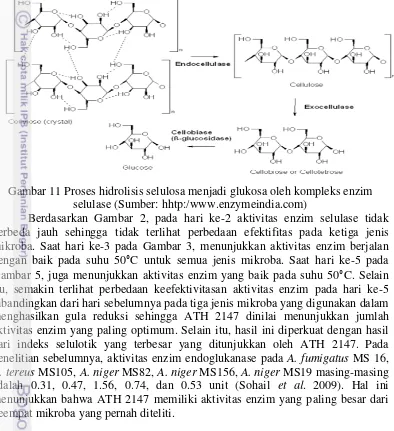 Gambar 11 Proses hidrolisis selulosa menjadi glukosa oleh kompleks enzim 
