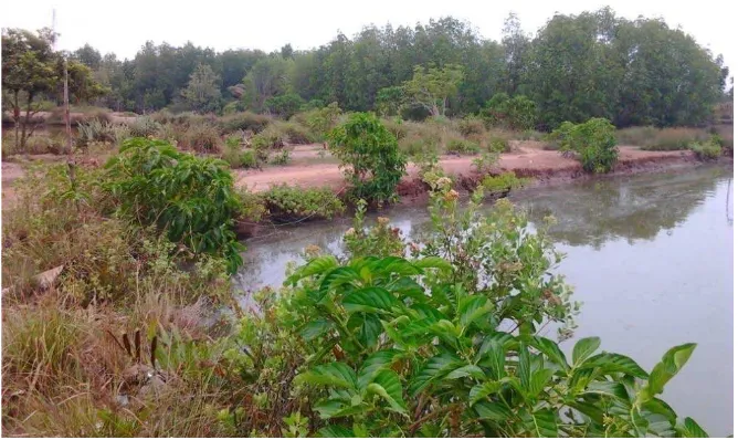 Gambar 2. Areal hutan mangrove Sicanang Belawan, Medan, Sumatera Utara sebagai lokasi penelitian