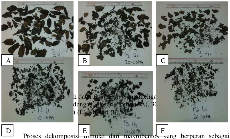 Tabel 1. Jenis-jenis makrobentos yang ditemukan di dalam kantong serasah daun 