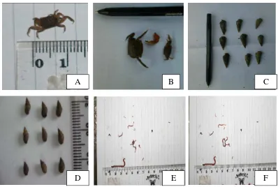 Gambar 7. Makrobentos yang ditemukan di dalam kantong serasah daun R. stylosa; kepiting (A) (B), siput (C) (D), cacing (E) (F)
