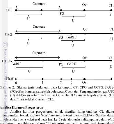 Gambar 2.  Skema jenis perlakuan pada kelompok CP, CPG and GCPG. PGF2α 