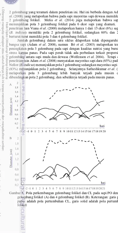 Gambar 5.  Pola perkembangan gelombang folikel dan CL pada sapi PO dengan 3 