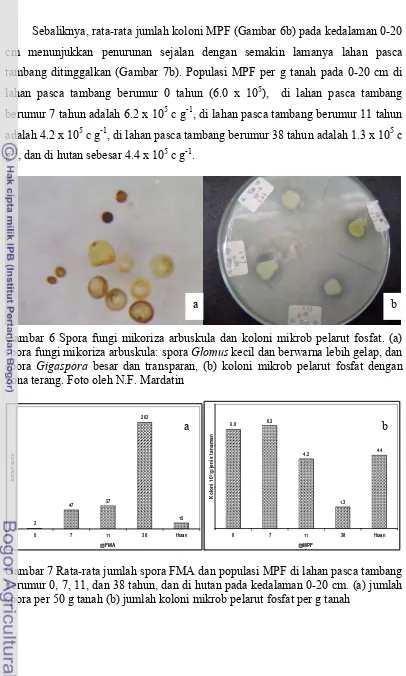 Gambar 6 Spora fungi mikoriza arbuskula dan koloni mikrob pelarut fosfat. (a) 