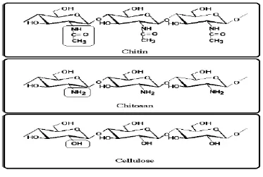 Gambar 2.3 Struktur Kitin, Kitosan, dan Selulosa (Muzzarelli, 2009).