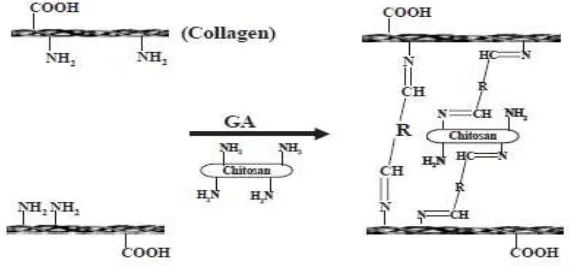 Gambar 2.4 Skematik kolagen cross-linked dengan glutaraldehid dalam kitosan  