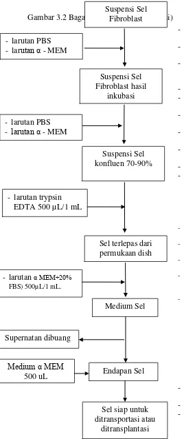 Gambar 3.2 Bagan Kultur sel (tahap isolasi) Fibroblast  