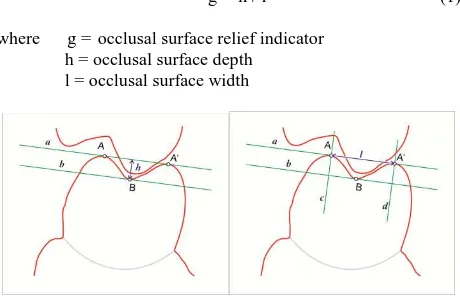 Figure 1. Base method for measuring occlusal surface relief indicator 