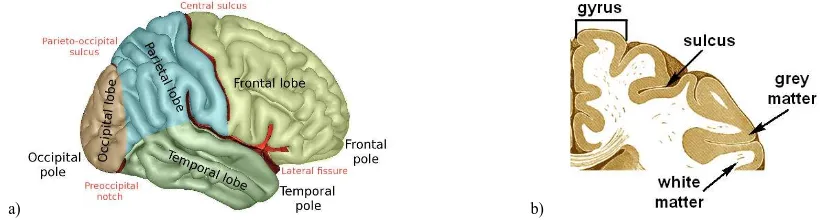 Figure 1. Brain anatomy: (a) lateral surface of right cerebral hemisphere with main lobes and sulci (source: https://commons.wikimedia.org/wiki/File:LobesCaptsLateral.png); (b) the cortex structure (based on Gray, 1918, and Hines, 2016)