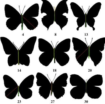Figure 4. Cases from “Butterflies” database where adjusted axis does not coincide with etalon