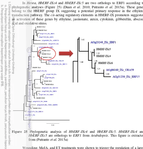Figure 25 Phylogenetic analysis of HbERF-IXc4 and HbERF-IXc5. HbERF-IXc4 and 