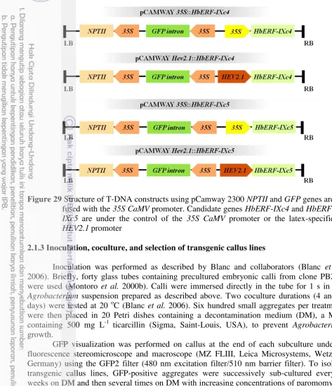 Figure 29 Structure of T-DNA constructs using pCamway 2300 NPTII and GFP genes are 