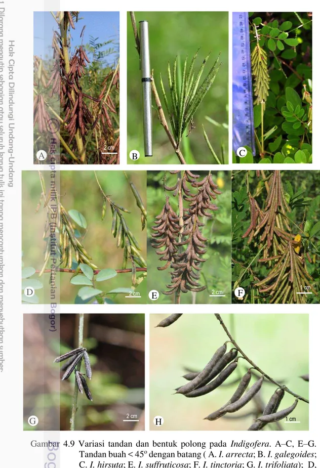 Gambar  4.9  Variasi  tandan  dan  bentuk  polong  pada  Indigofera.  A –C,  E–G.  Tandan buah &lt; 45 o  dengan batang ( A