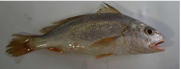 Gambar 2.1. Ikan Gulamah 