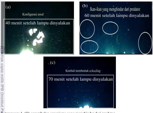 Gambar 14  Gerombolan organisma di bawah lampu; gerombolan awal (a), ikan- ikan-ikan  yang  menghindar  dari  predator  (b)  dan  kembali  membentuk  schooling  (c)