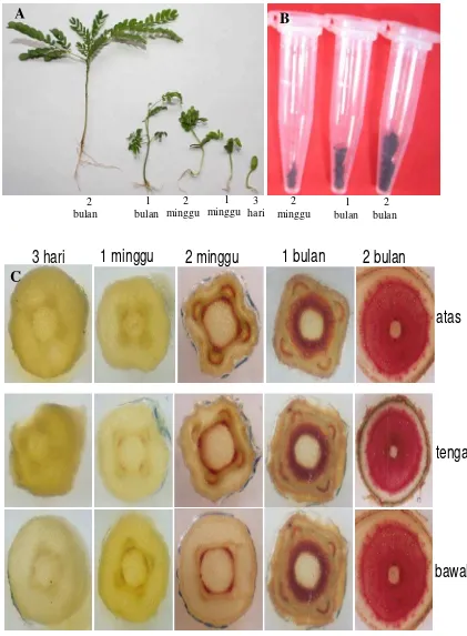 Gambar 6. Isolasi dan uji histokimia lignin bibit sengon berbagai umur.  A. Bibit sengon yang digunakan untuk uji histokimia dan uji kadar lignin, B