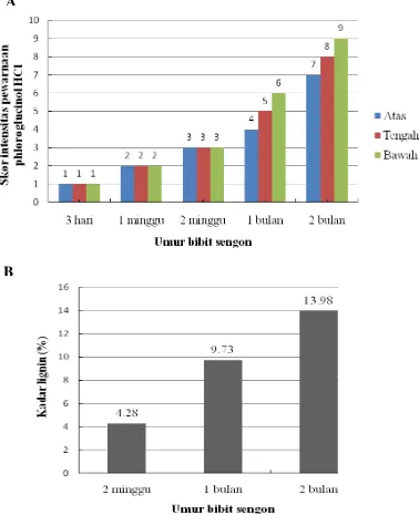 Gambar 7. Intensitas pewarnaan histokimia lignin dengan phloroglucinol-HCl (A)  dan kadar lignin kecambah sengon pada berbagai umur (B)