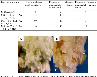 Gambar 11. Kalus embriogenik sengon yang diinduksi dari aksis embrio pada media MS  +  0.05 mg/l IAA + 2 mg/l TDZ (A) dan  MS + 0.15 mg/l IAA dan 2 mg/l TDZ (B)    pada umur 1 bulan